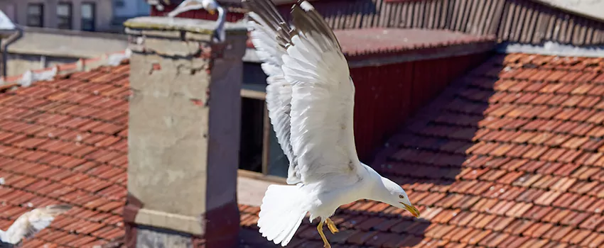 Residential Chimney Animal Removal Solution in Richland, WA